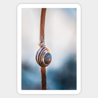 Hang Tight! Snail Shell Photograph Sticker